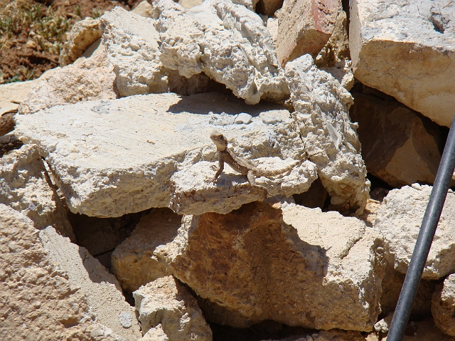 Mount Nebo (8).JPG